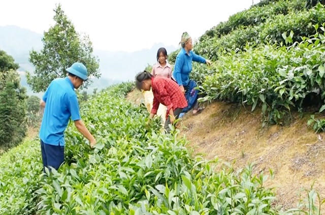 Toàn xã Bản Lầu hiện có hơn 2.600 ha chè, trong đó gần 2.000 ha đang cho thu hái ổn định.