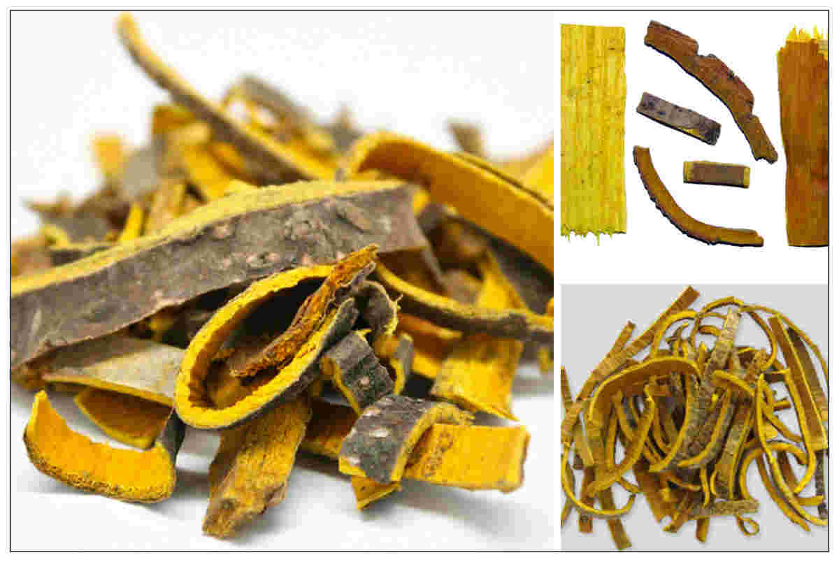 Hoàng bá giúp bảo vệ gan, thận trong quá trình điều trị bệnh tự miễn