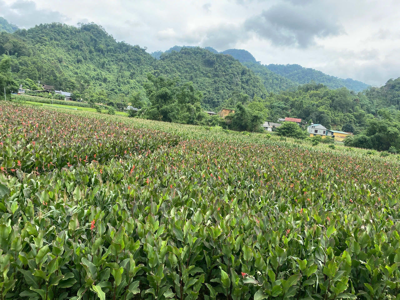 Cây dong riềng đỏ được người dân trồng tại xã Côn Minh. (Ảnh: Lê Hanh)