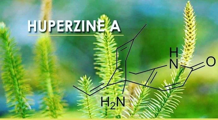 Thạch tùng răng chứa hoạt chất quý tốt cho não bộ