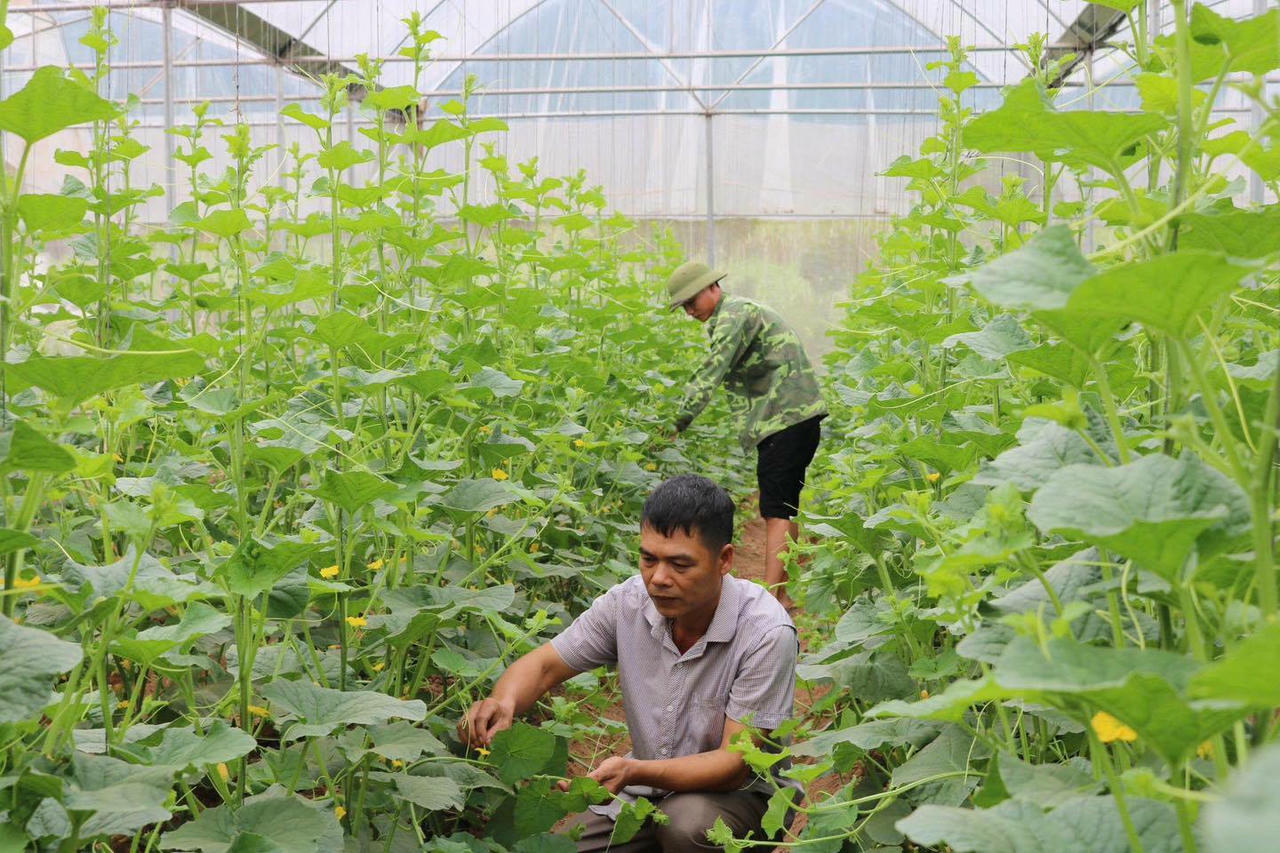 Nhiều mô hình sản xuất điển hình tiên tiến giúp người dân nâng cao thu nhập.