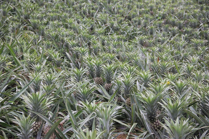 Bản Lầu là một trong những địa phương có diện tích trồng dứa lớn nhất tỉnh Lào Cai.