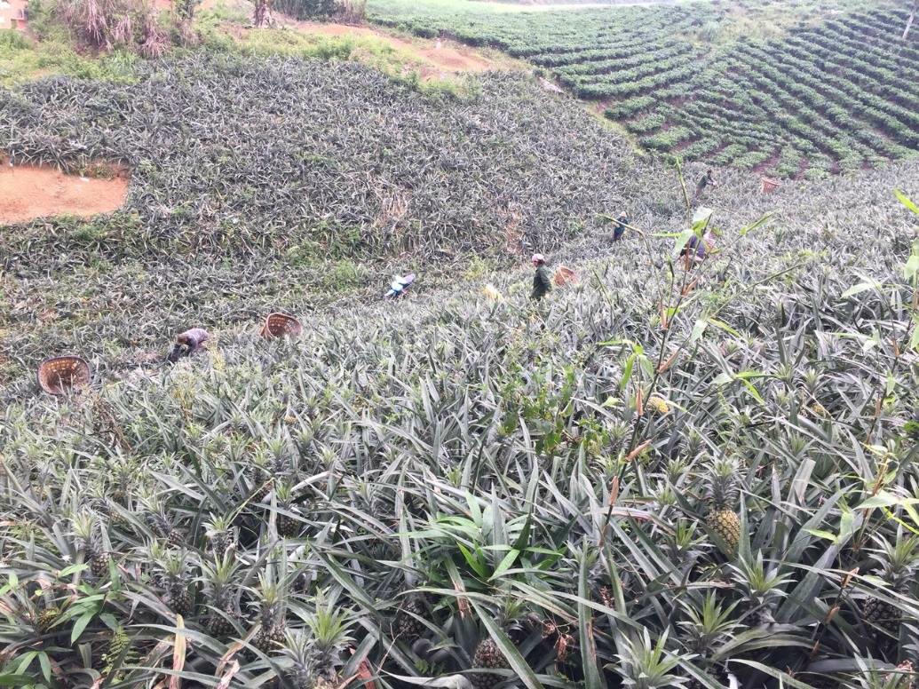 Các triền đồi ở Bản Lầu phủ kín màu xanh của những nương dứa trải dài. (Ảnh: Kim Huệ)