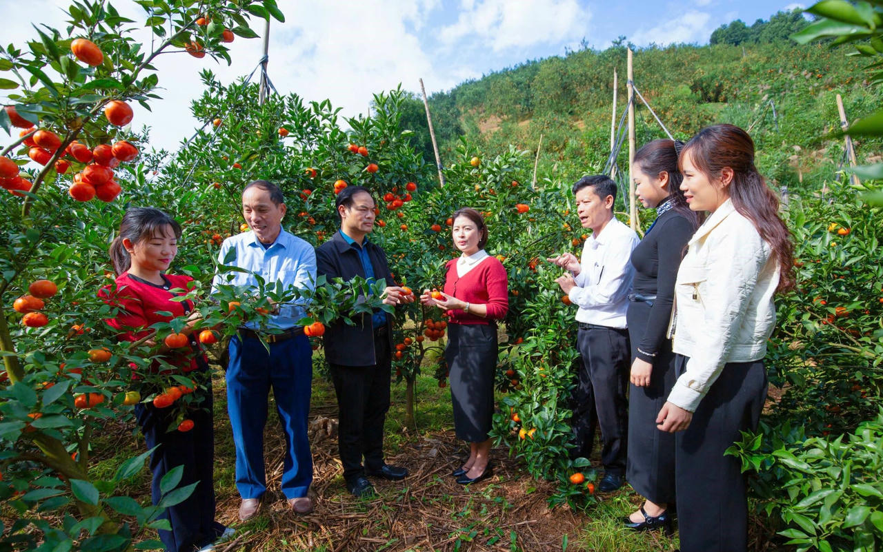 Đoàn tham quan mô hình trồng cây cam Canh tại xã Nghĩa Tâm.