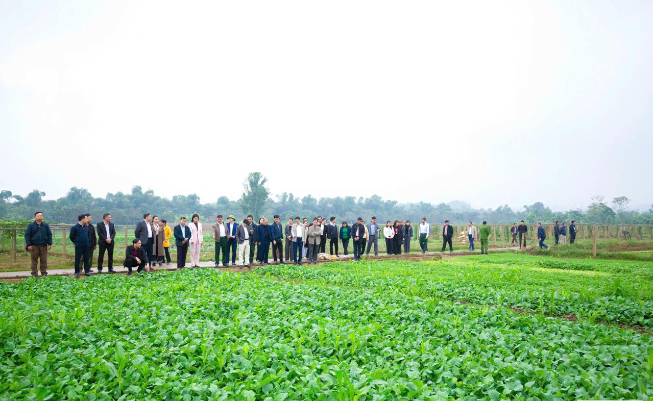 Đoàn tham quan mô hình trồng rau vụ đông tại Phường Nam Cường, tỉnh Lào Cai.