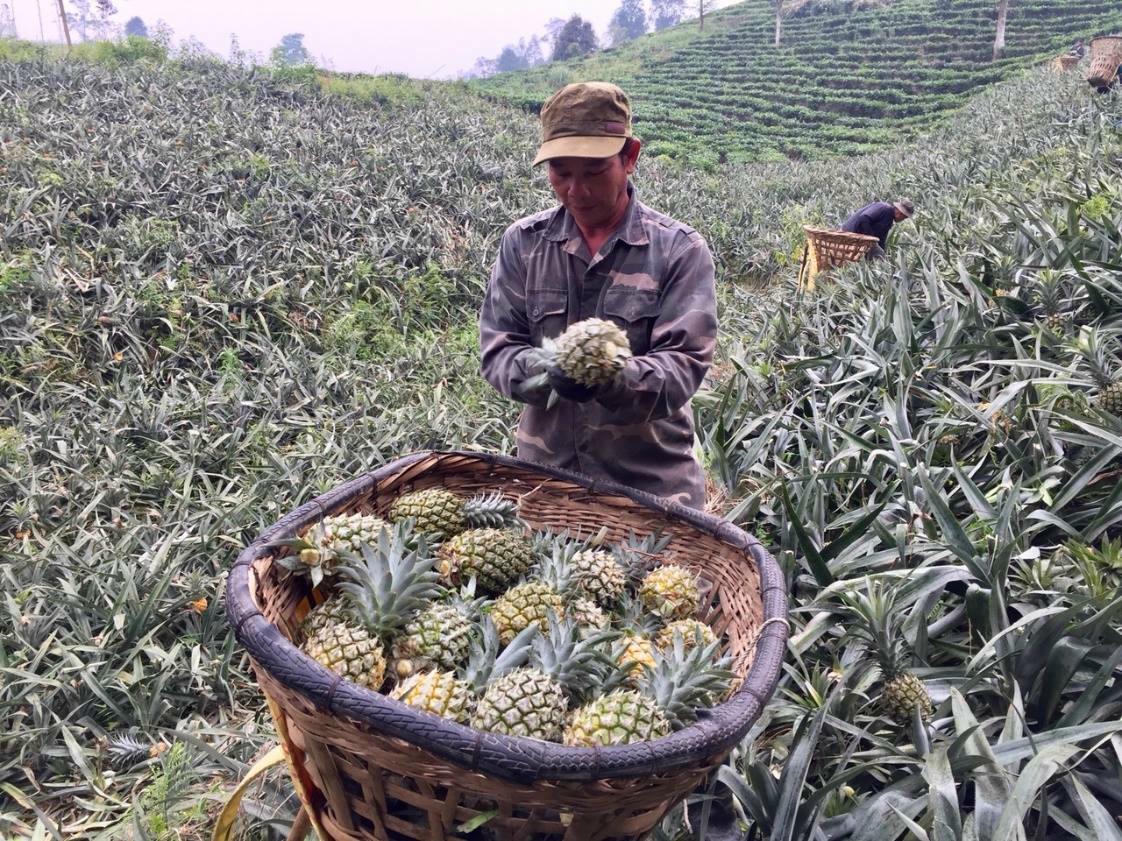 Cây dứa được xác định là cây trồng mũi nhọn của xã Bản Lầu trong chiến lược chuyển dịch cơ cấu kinh tế nông nghiệp. (Ảnh: Kim Huệ)