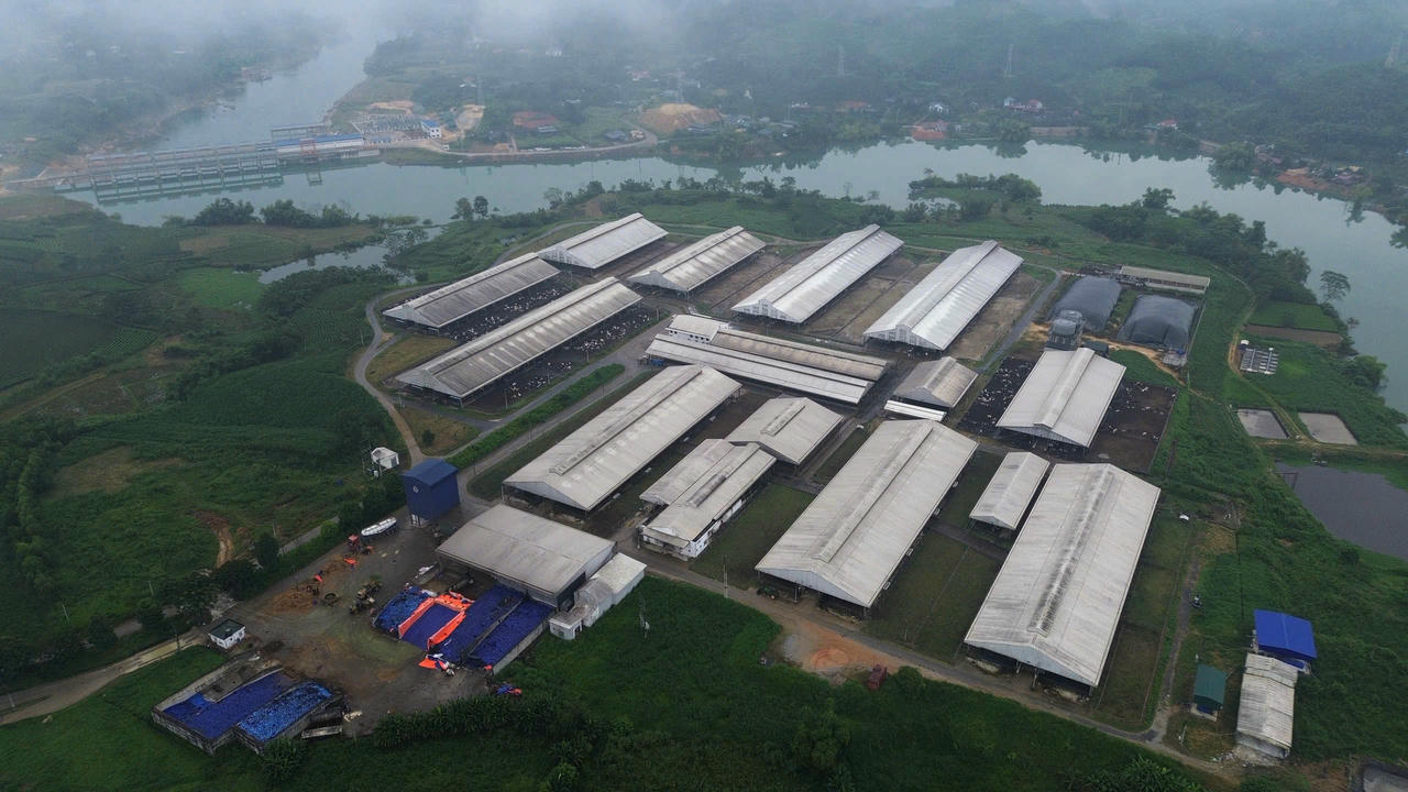 Trang trại bò sữa công nghệ cao của Công ty CP Hồ Toản.