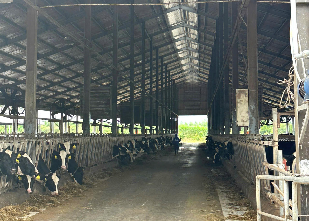 Đàn bò sữa thuần chủng được chọn lọc và nuôi dưỡng theo quy trình quản lý di truyền khắt khe.. 