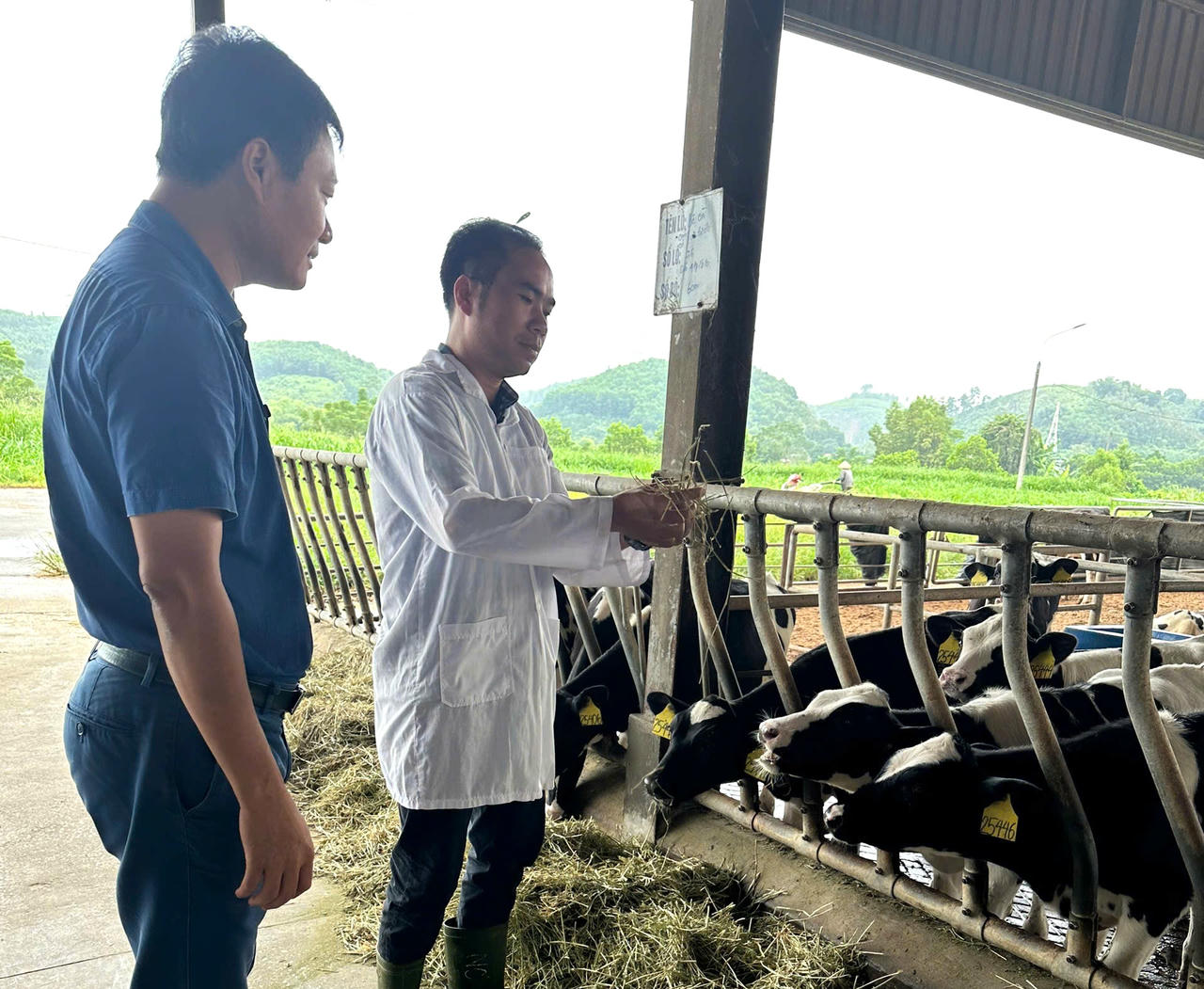 Cán bộ kỹ thuật kiểm tra khẩu phần thức ăn và tình trạng đàn bò sữa tại trang trại của Công ty Cổ phần Hồ Toản.