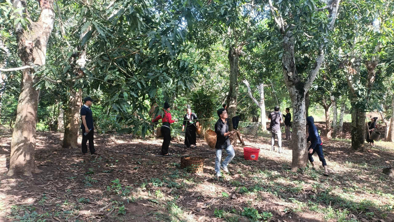 Xoài tròn - sản phẩm thương hiệu của Yên Châu.