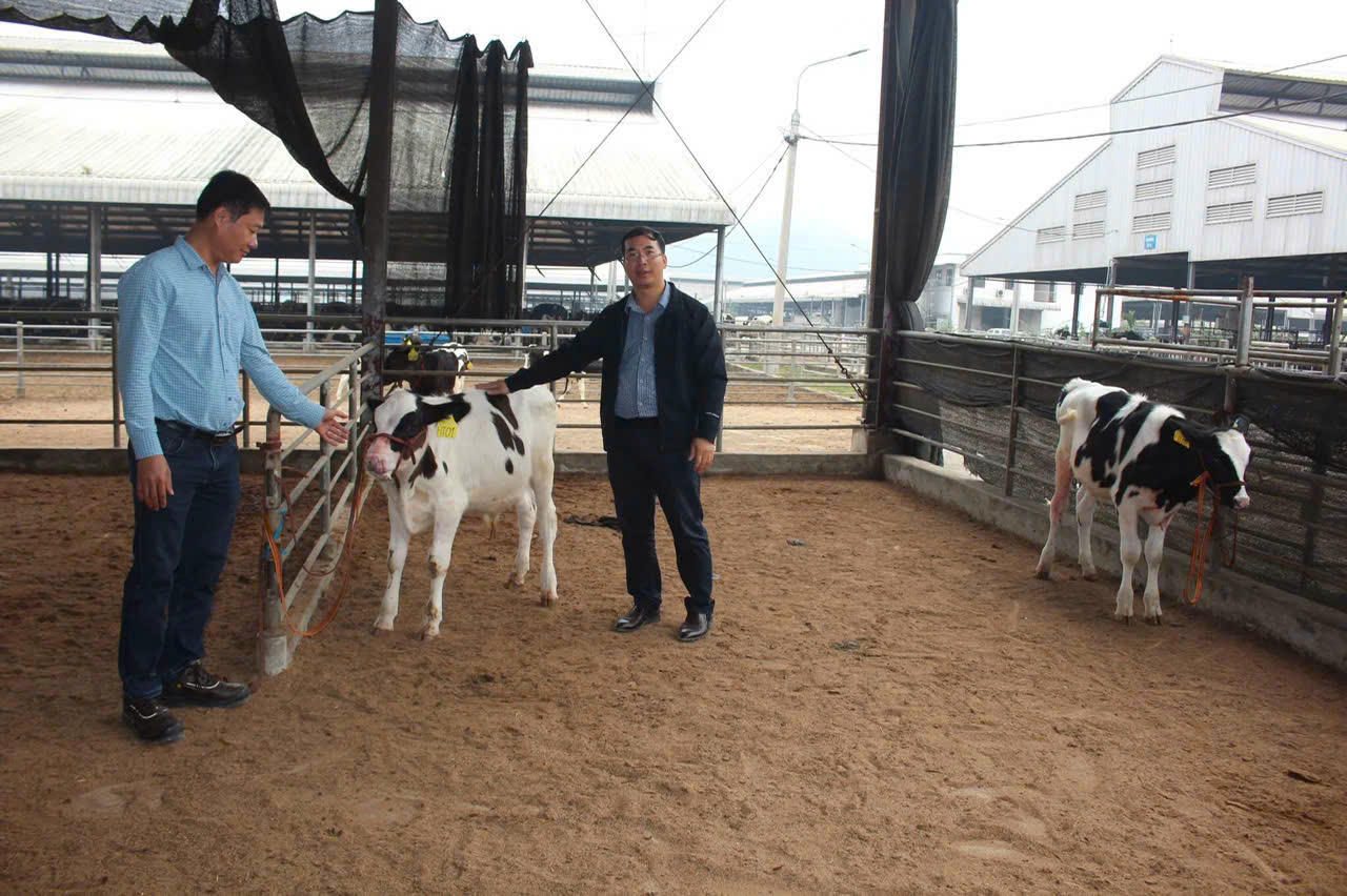 Mô hình phát triển bò sữa của Công ty Cổ phần Hồ Toản gắn với mục tiêu làm chủ nguồn gen và nâng cao năng suất ngành sữa Việt Nam.