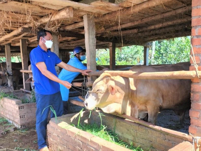 Chủ động tiêm phòng trâu bò tại Gia Lai.