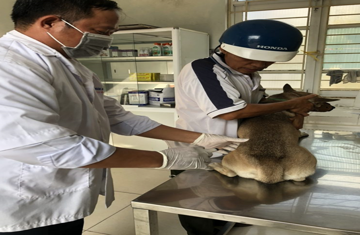 Tiêm phòng dại tại Bệnh xá Chi cục Chăn nuôi và Thú y Bình Định (cũ).