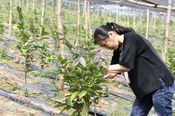 Chị Nguyễn Thanh Tuyền - Phó Giám đốc Hợp tác xã (HTX) Bảo tồn và phát triển dược liệu Sóc Sơn, người nặng lòng với cây dược liệu trên mảnh đất Sóc Sơn. (Ảnh: duoclieusocson.com)