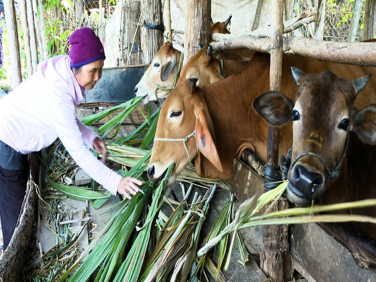 Hộ nghèo trên địa bàn phường Kon Tum được hỗ trợ bò sinh sản từ Chương trình mục tiêu quốc gia giảm nghèo bền vững, tạo sinh kế lâu dài để từng bước vươn lên thoát nghèo.