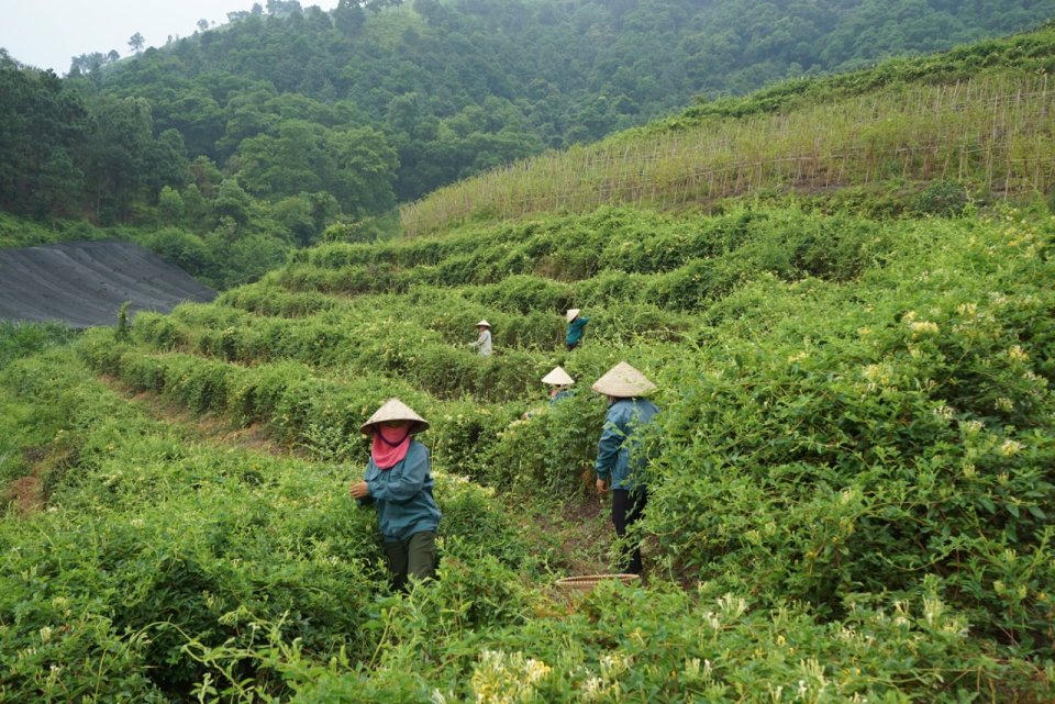 Ảnh 3: Từ 5ha dược liệu ban đầu, giờ đây HTX Bảo tồn và phát triển dược liệu Sóc Sơn đã có tới 26ha dược liệu. (Ảnh: duoclieusocson.com)