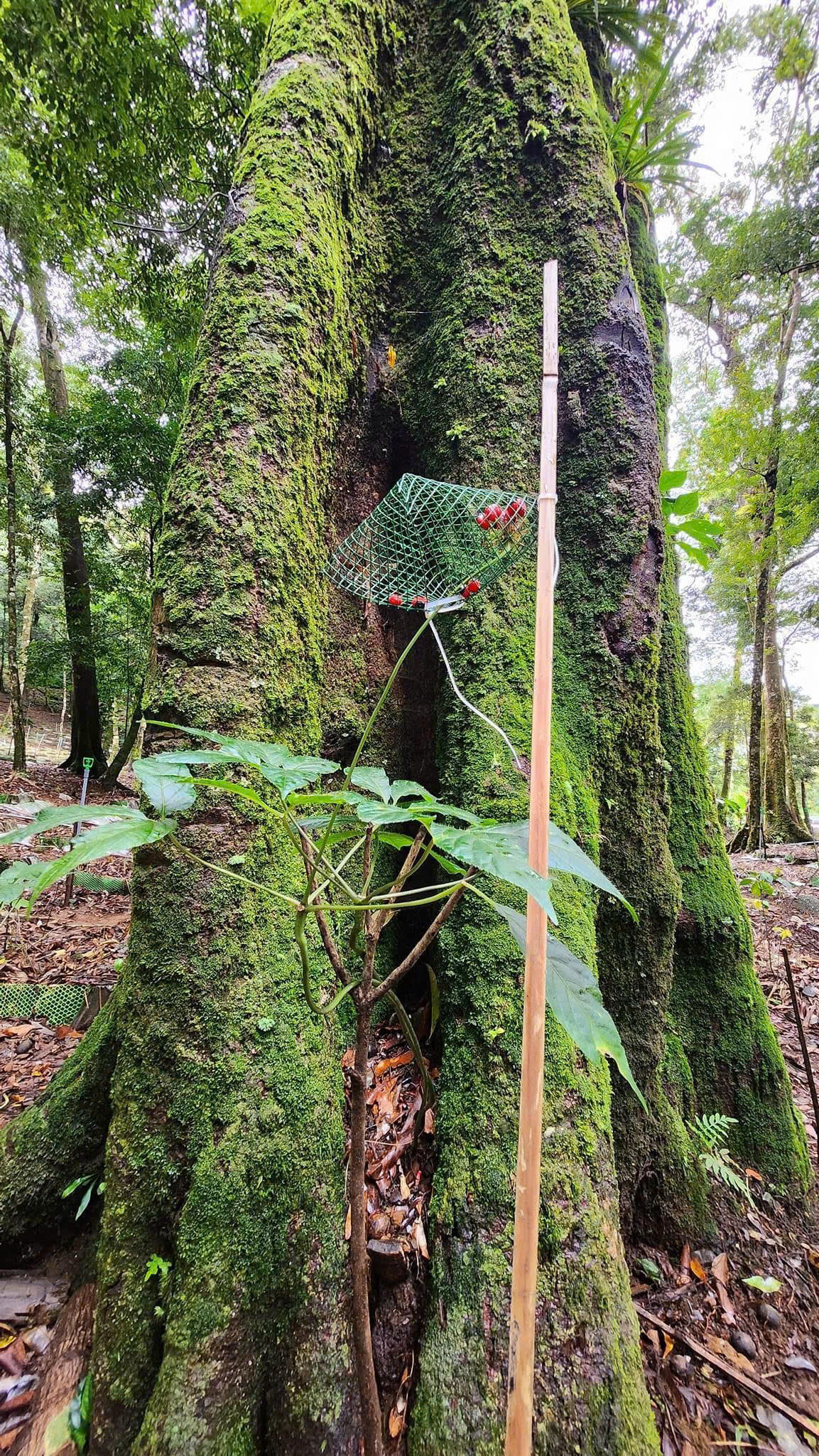 Cây sâm Ngọc Linh - loại dược liệu quý đang giúp nhiều hộ đồng bào Xơ Đăng vươn lên thoát nghèo, có cuộc sống ổn định.