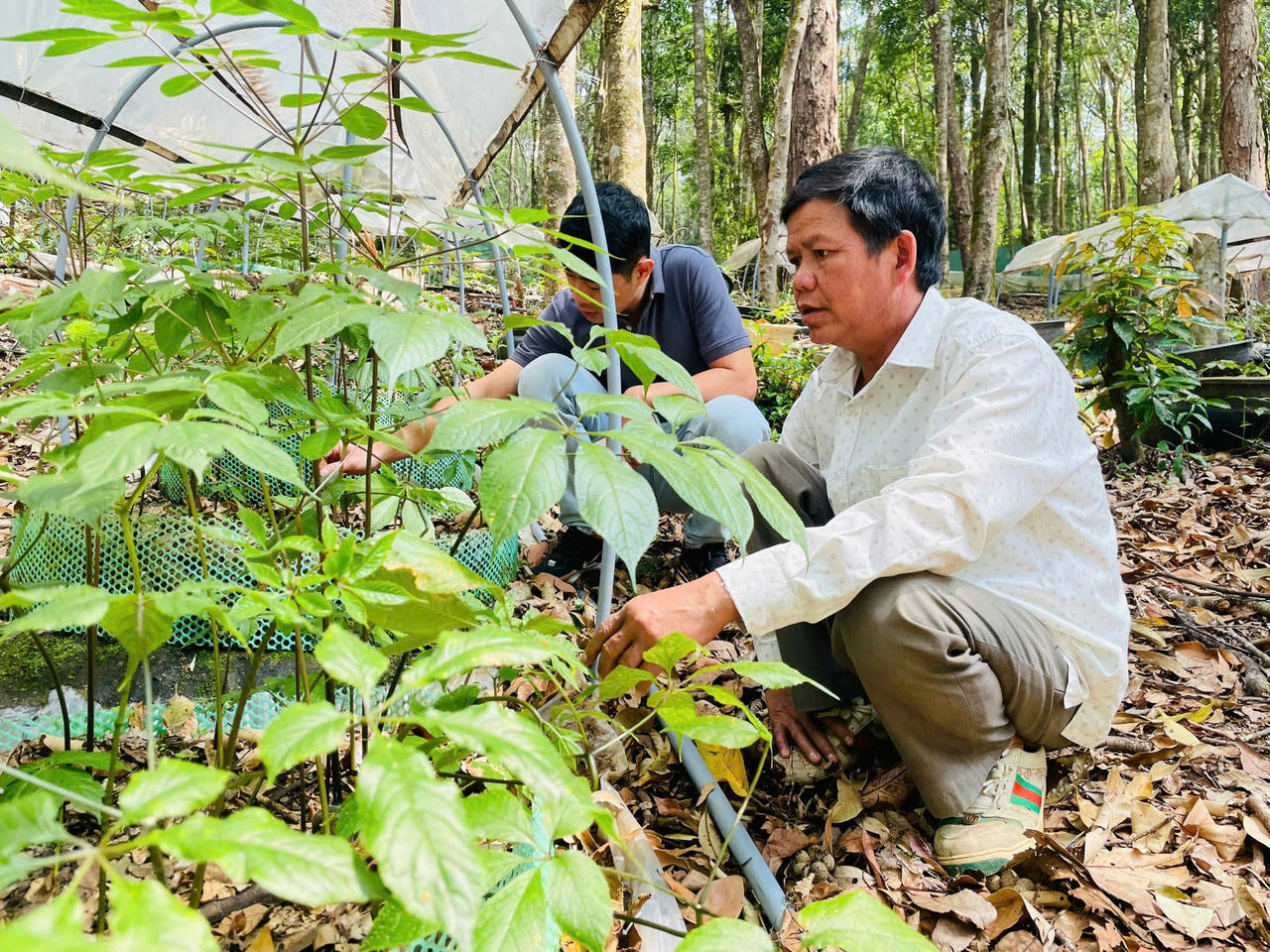 Người dân chăm sóc cây sâm Ngọc Linh được trồng dưới tán rừng ở xã Măng Ri.