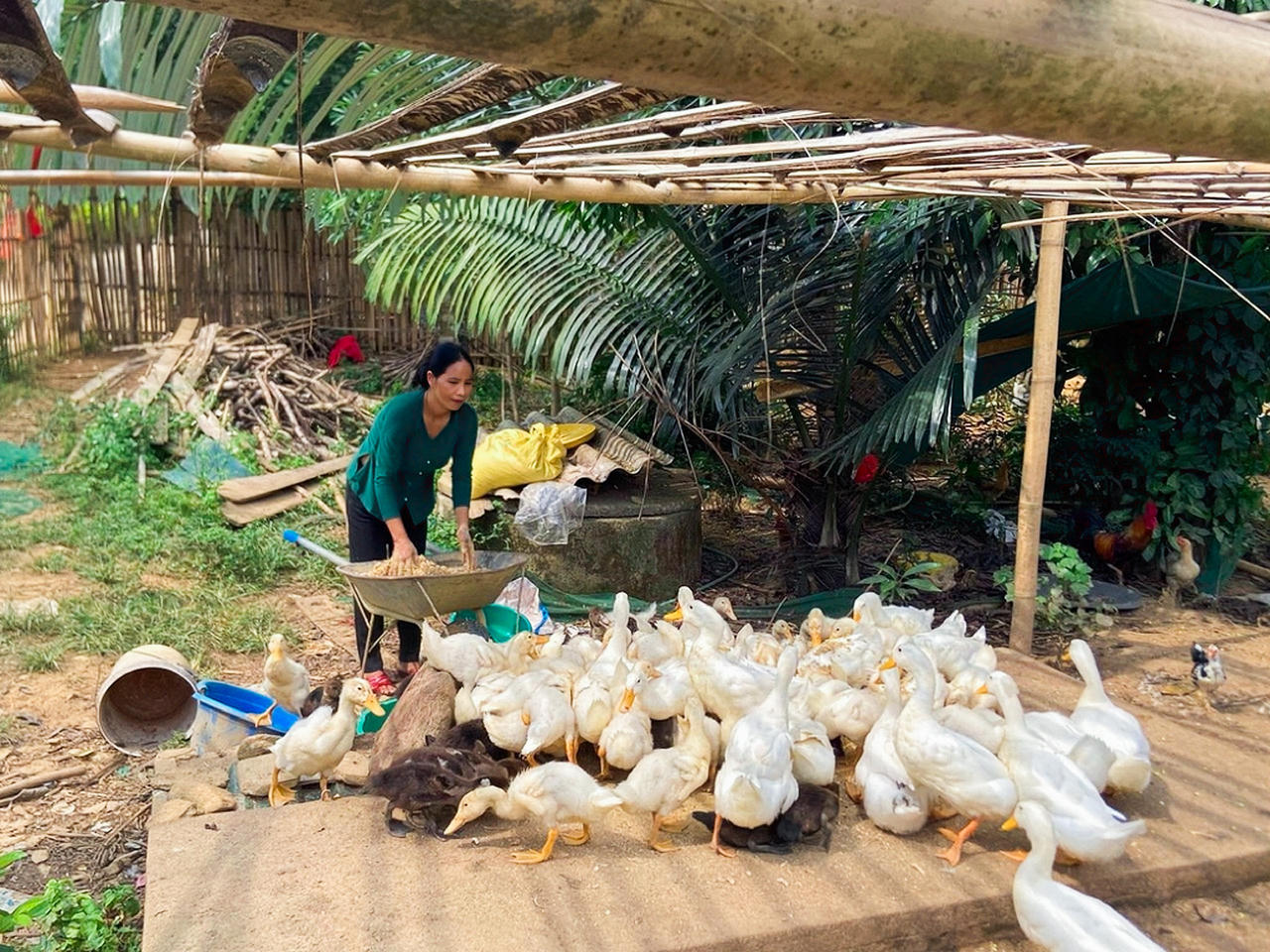  Nhiều mô hình sinh kế giảm nghèo hỗ trợ về giống vật nuôi được triển khai sâu rộng cho phụ nữ tại vùng cao A Lưới.