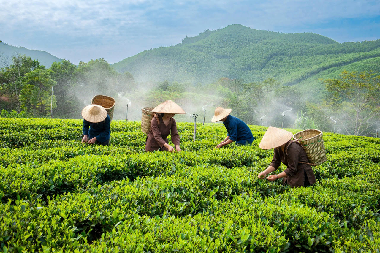 Đến cuối năm 2025, tổng diện tích chè toàn tỉnh Thái Nguyên ước khoảng 23.700 ha. (Ảnh:&nbsp;thainguyen.gov.vn)