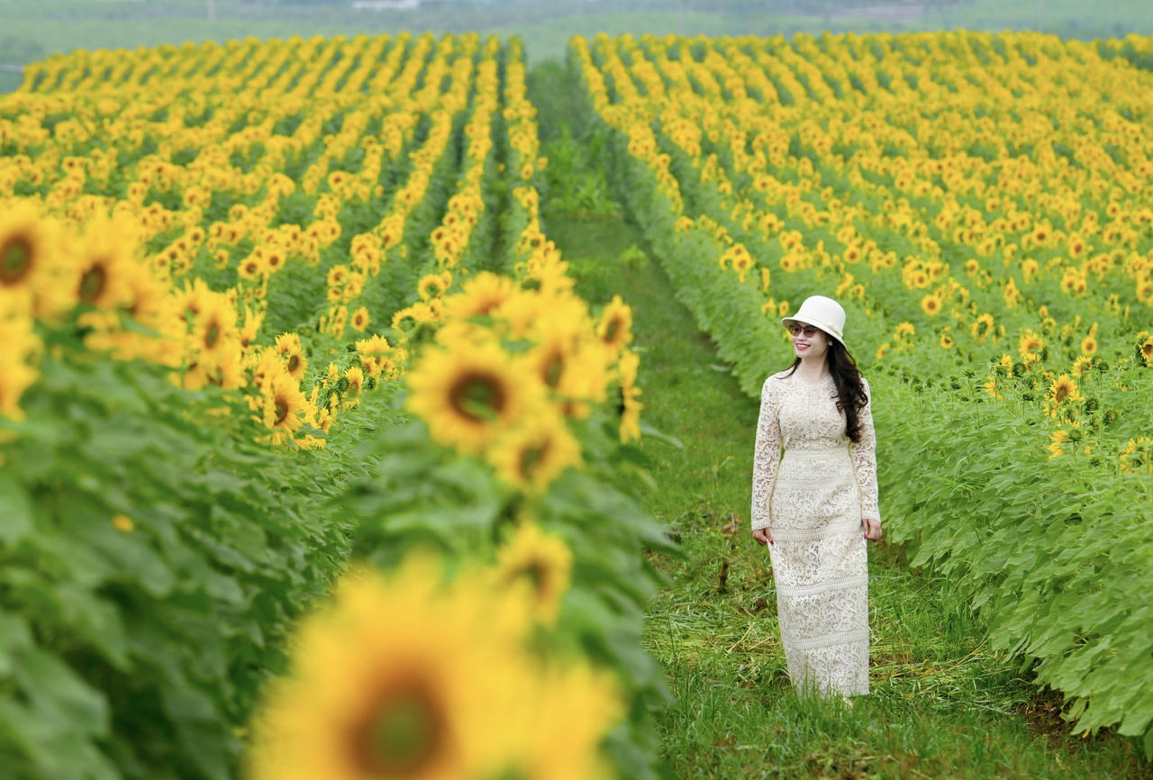 Cánh đồng hướng dương gây thương nhớ ở Nghệ An: Mở đầu hành trình “từ đồng cỏ xanh đến ly sữa sạch” của TH true MILK