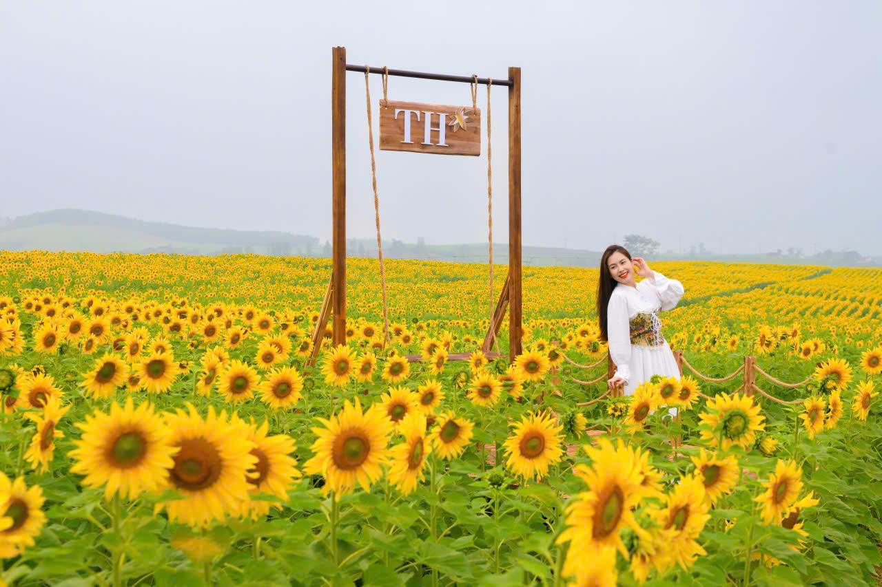 Cánh đồng hướng dương gây thương nhớ ở Nghệ An: Mở đầu hành trình “từ đồng cỏ xanh đến ly sữa sạch” của TH true MILK