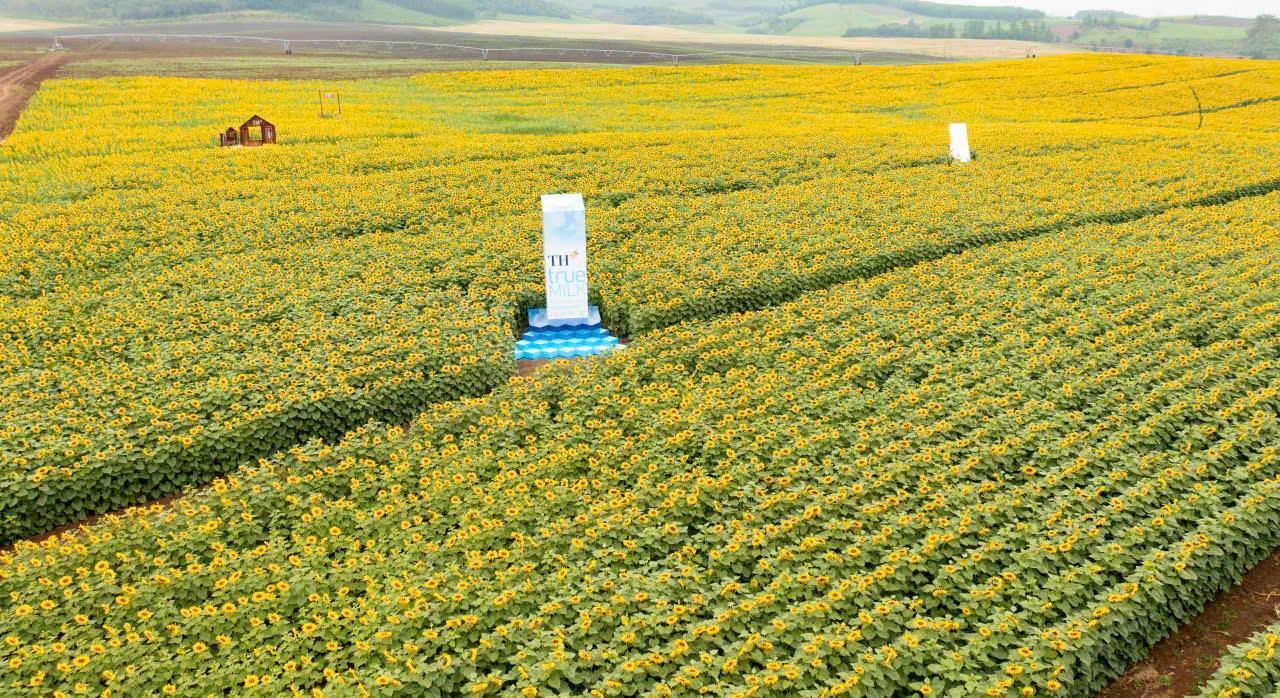 Cánh đồng hướng dương gây thương nhớ ở Nghệ An: Mở đầu hành trình “từ đồng cỏ xanh đến ly sữa sạch” của TH true MILK
