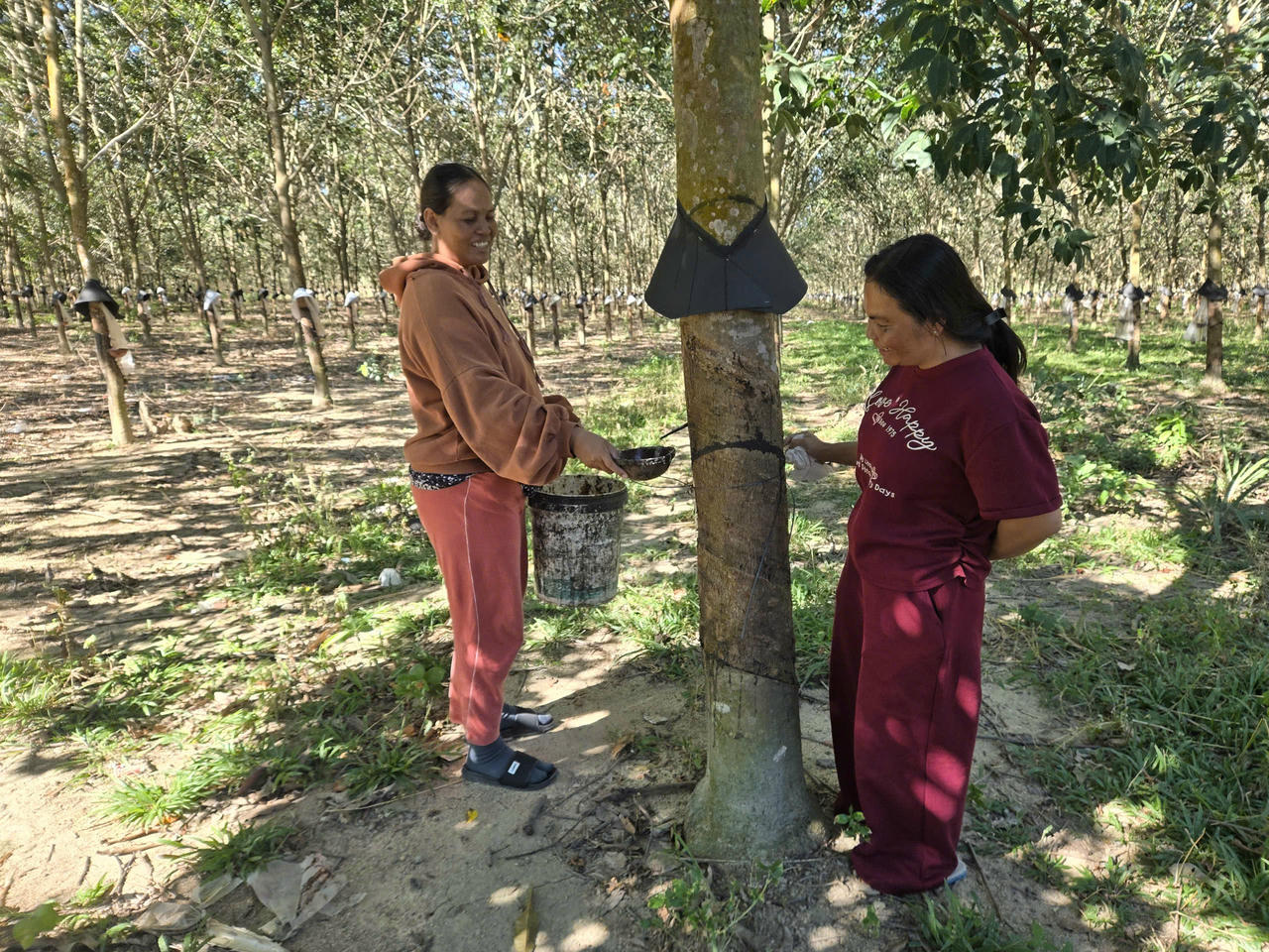 Chị Y Nơuh chăm sóc vườn cây cao su một trong những mô hình sinh kế hiệu quả giúp nhiều hộ vươn lên thoát nghèo.