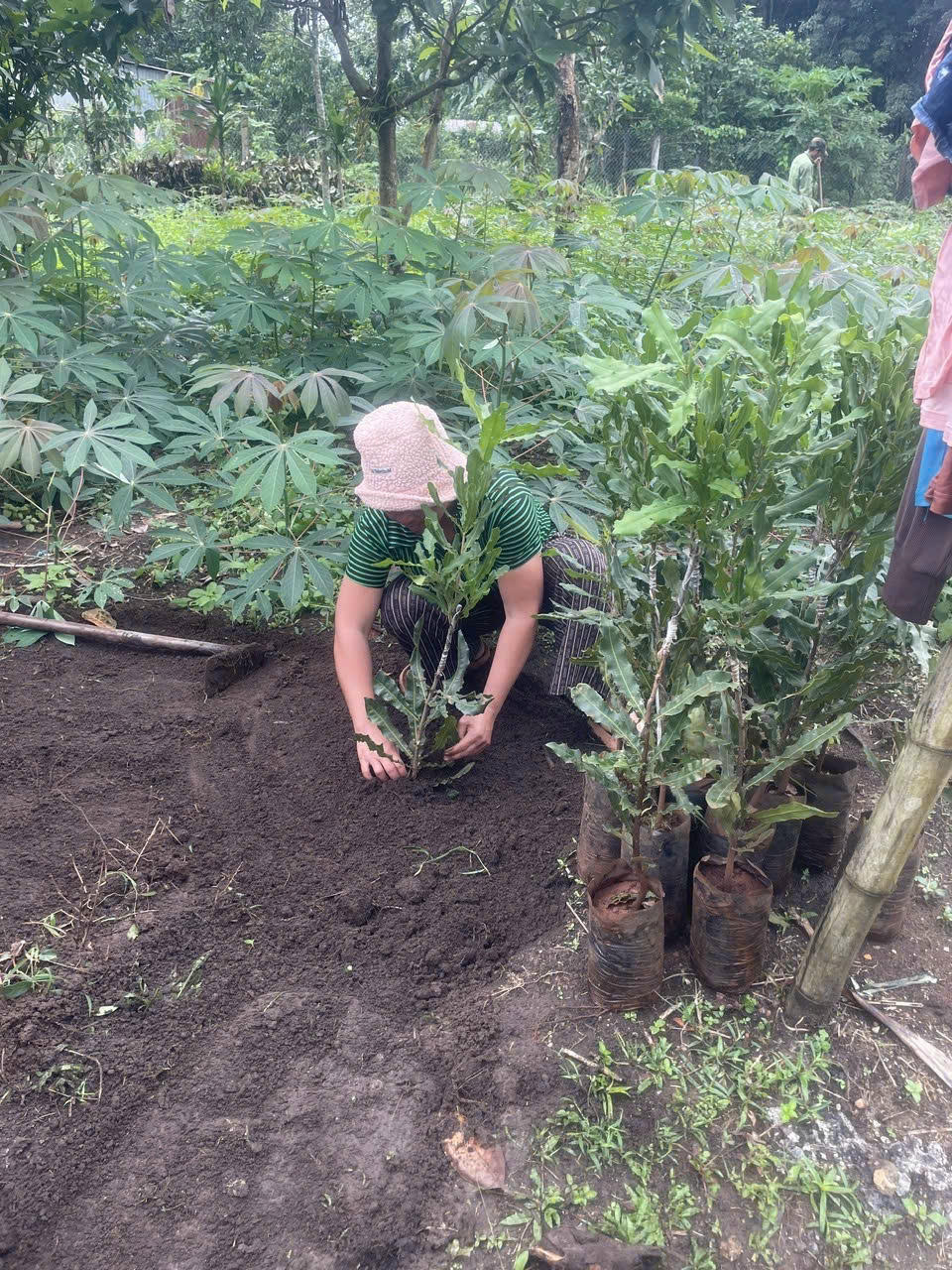 Hộ dân trên địa bàn xã Sa Loong được hỗ trợ, cấp phát giống cây mắc ca thuộc Chương trình mục tiêu quốc gia, mở hướng phát triển cây trồng có giá trị kinh tế lâu dài.