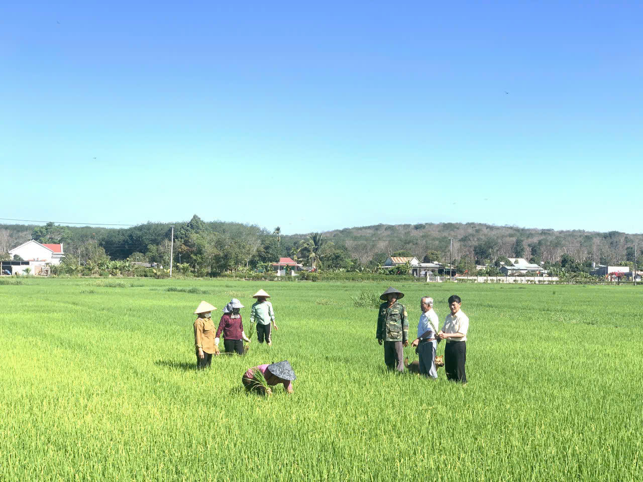 Cán bộ kỹ thuật hướng dẫn người dân xã Sa Loong chăm sóc, trồng giống lúa ST24 theo quy trình canh tác nhằm nâng cao năng suất và chất lượng hạt gạo.
