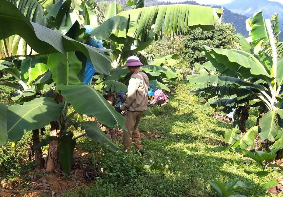 Người dân vùng cao thoát nghèo nhờ trồng chuối già lùn.