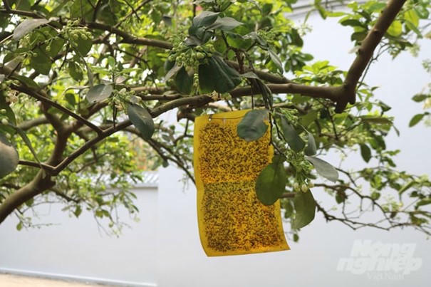 Bẫy dính màu giúp diệt trừ sinh vật gây hại cho cây bưởi được người nông dân Hợp tác xã Bưởi an toàn Quế Dương sử dụng hiệu quả thay vì sử dụng hóa chất diệt trừ sâu bệnh.