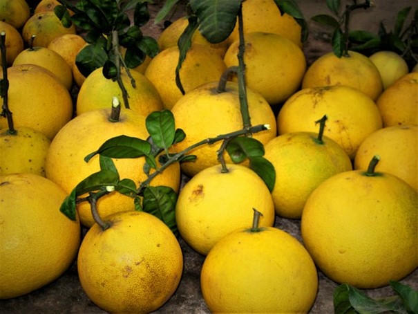 Hiệu quả chuỗi sản xuất PGS tại vùng bưởi Cát Quế