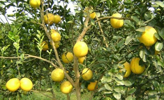 Hiệu quả chuỗi sản xuất PGS tại vùng bưởi Cát Quế