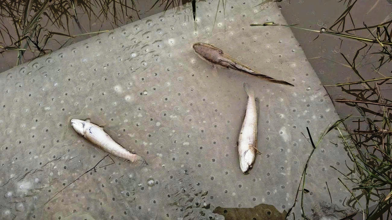 Đồng ruộng bị ảnh hưởng, cá chết sau sự cố tràn dầu.