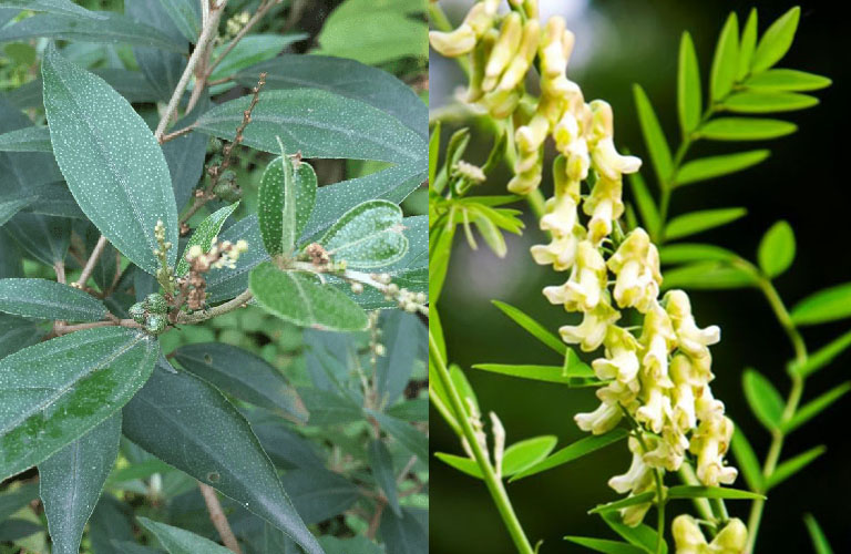 Sản phẩm thảo dược có thành phần khổ sâm bắc giúp hỗ trợ ổn định nhịp tim hiệu quả