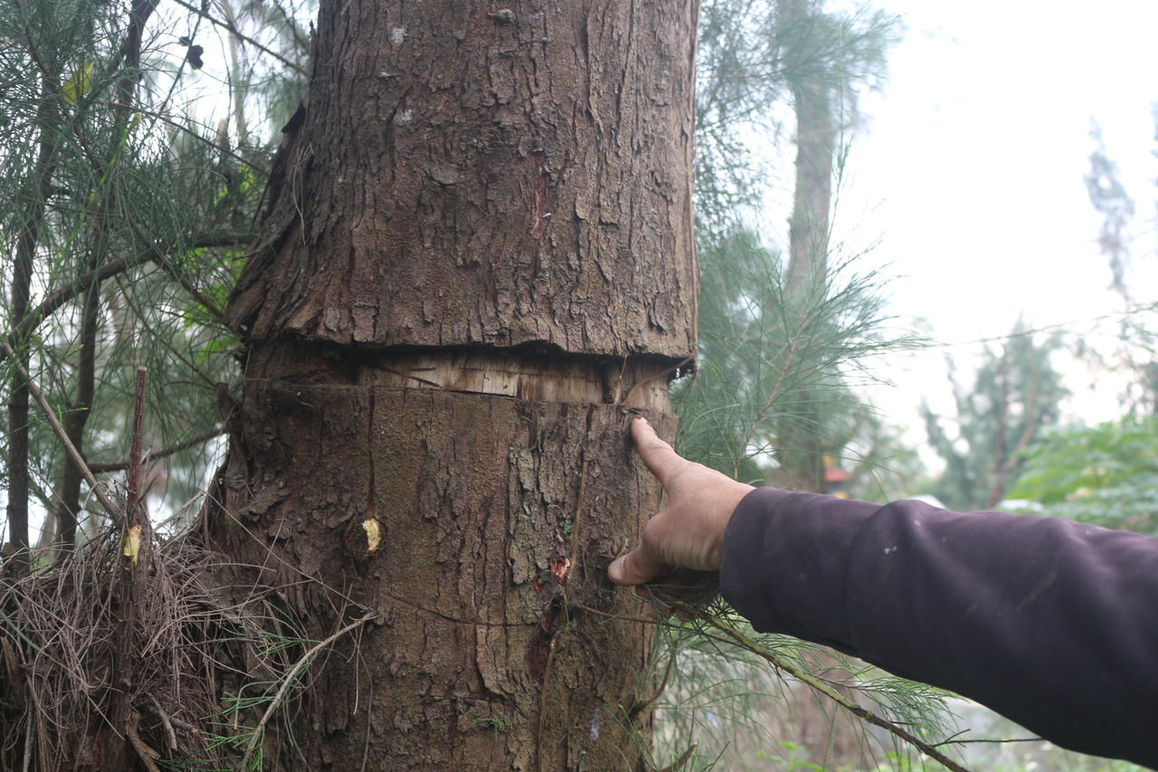 Thân cây dương hàng chục năm tuổi bị khoanh vỏ sâu quanh gốc, dấu hiệu hủy hoại khiến cây chết dần.