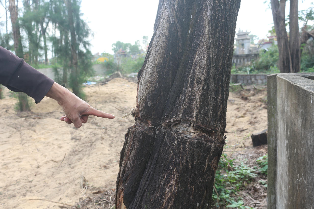 Xuất hiện vết cháy,&nbsp;bị khoanh vỏ sâu quanh gốc.