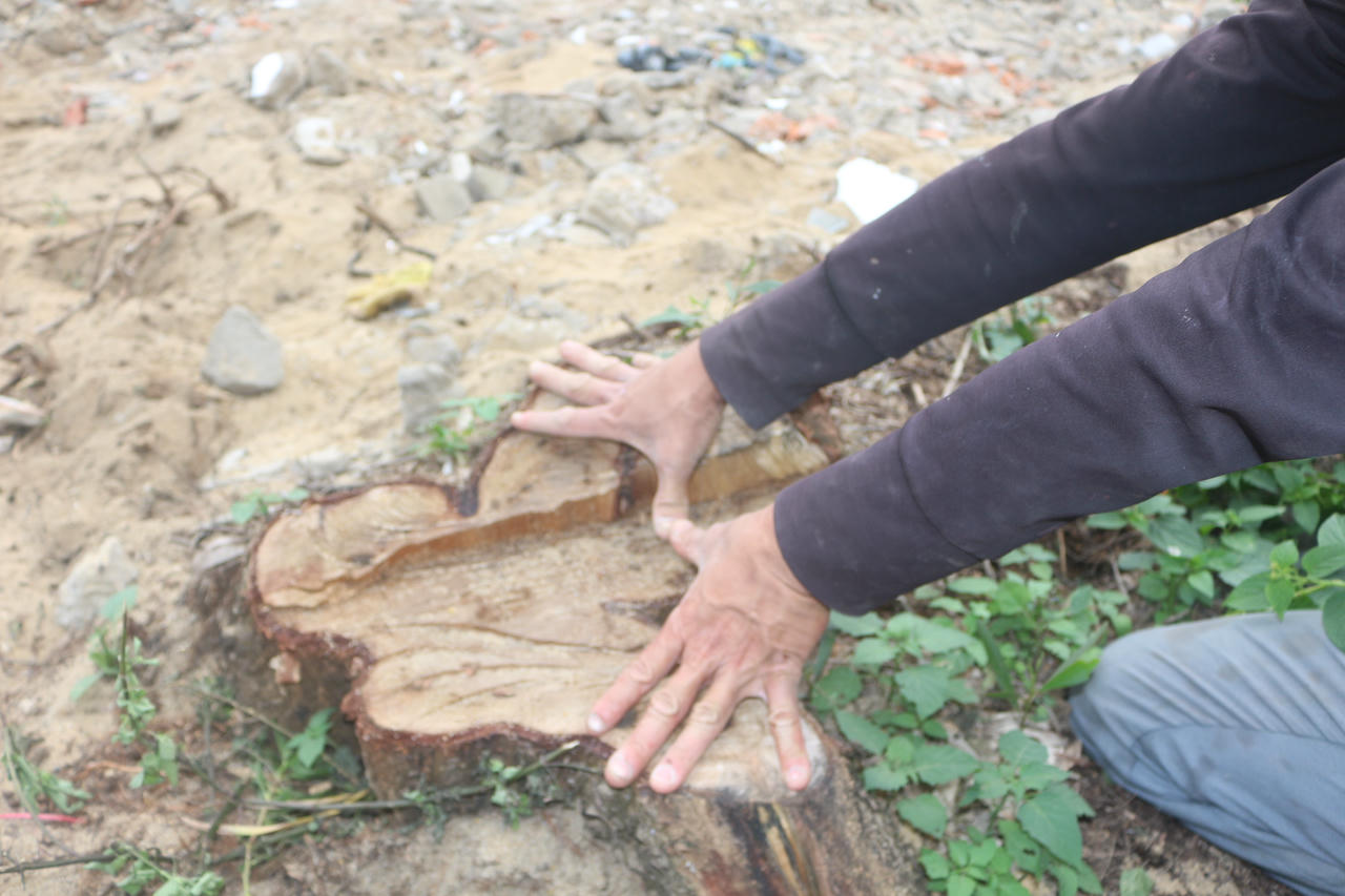 Gốc cây dương bị cắt bỏ, phần thân đã được di chuyển.