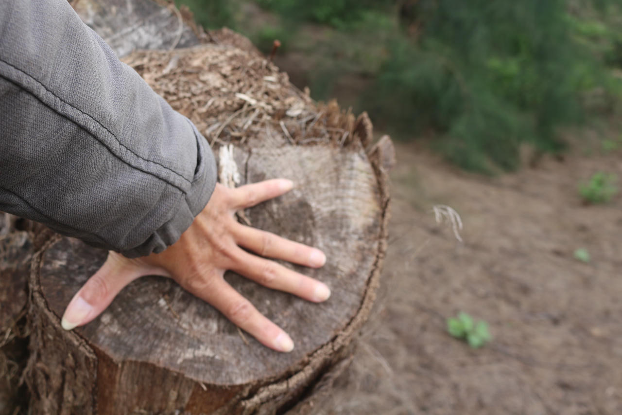 Cây dương liễu hàng chục năm tuổi bị cắt sát gốc, chỉ còn lại phần gốc trơ trọi.