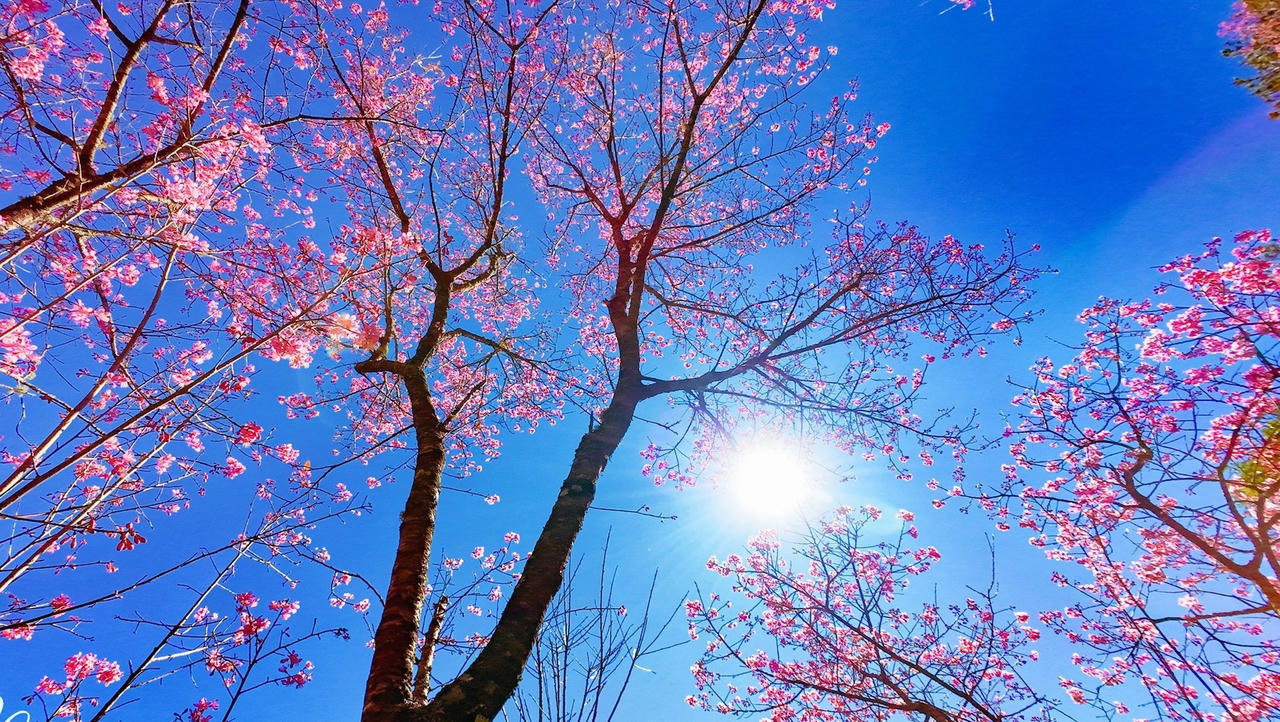 Hoa tớ dày nở đỏ trên khắp núi đồi, làng bản của Mù Cang Chải. (Ảnh: Thào Vàng)