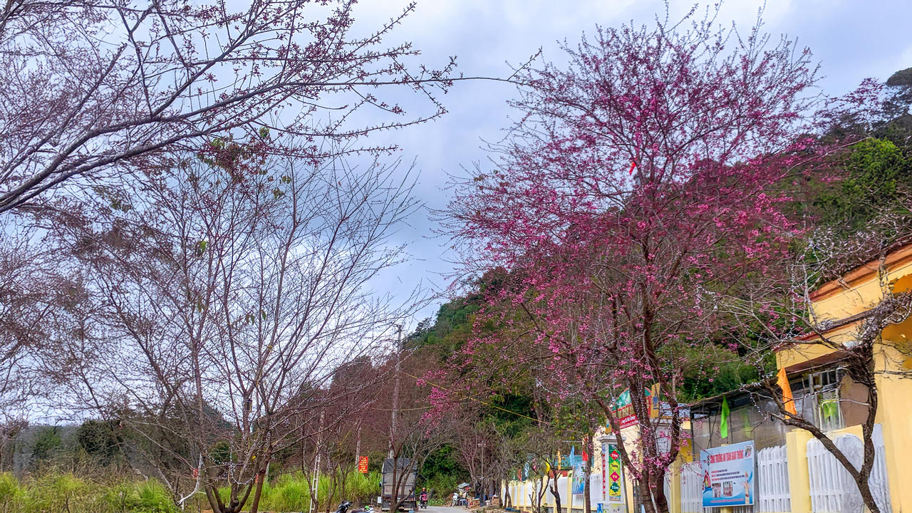 Hoa mai anh đào nở đỏ dọc theo tuyến đường trung tâm xã Lũng Cú. Ảnh: Đức Mạnh