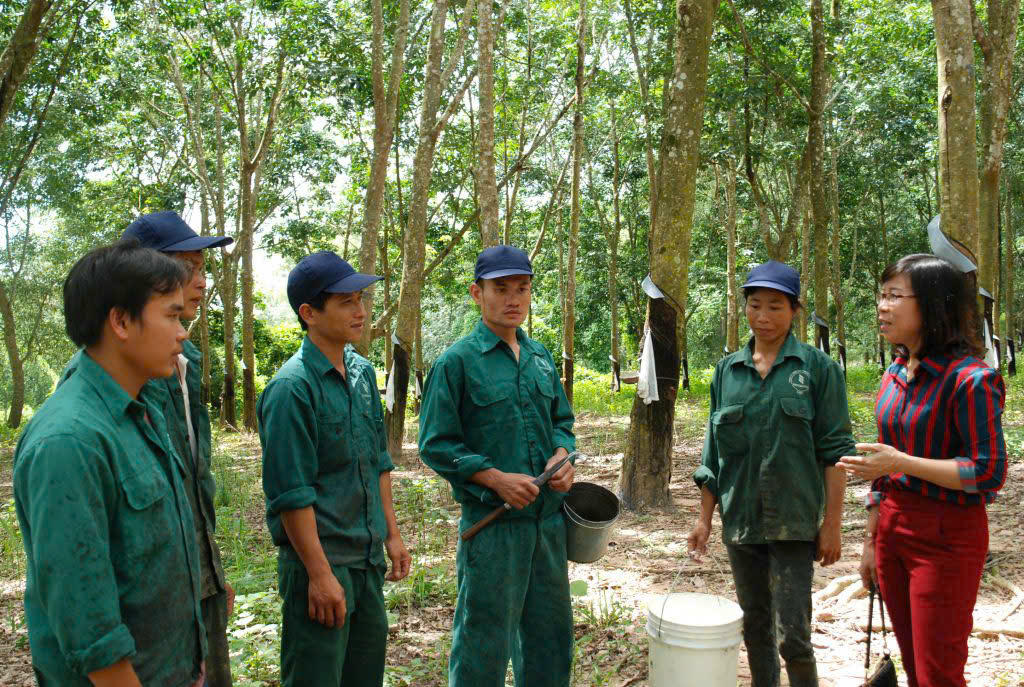 Đại diện Công đoàn công ty động viên người lao động trước mùa cạo mới.