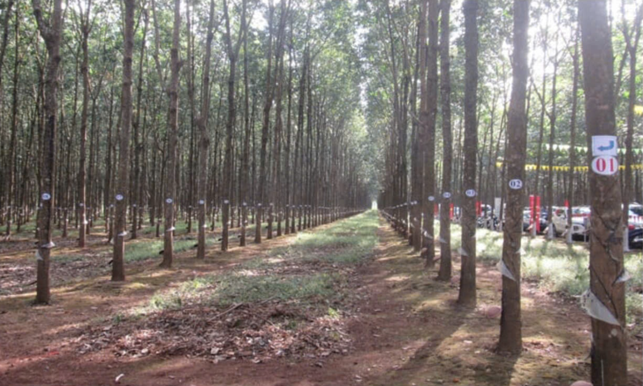 Vườn cao su Công ty TNHH MTV Cao su Krông Búk.