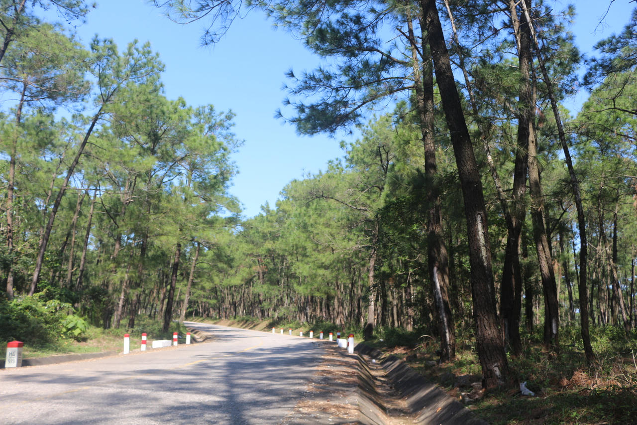 Tuyến đường uốn lượn giữa rừng thông xanh mát, tạo không gian sinh thái trong lành và diện mạo khang trang cho vùng nông thôn xã Bố Trạch.