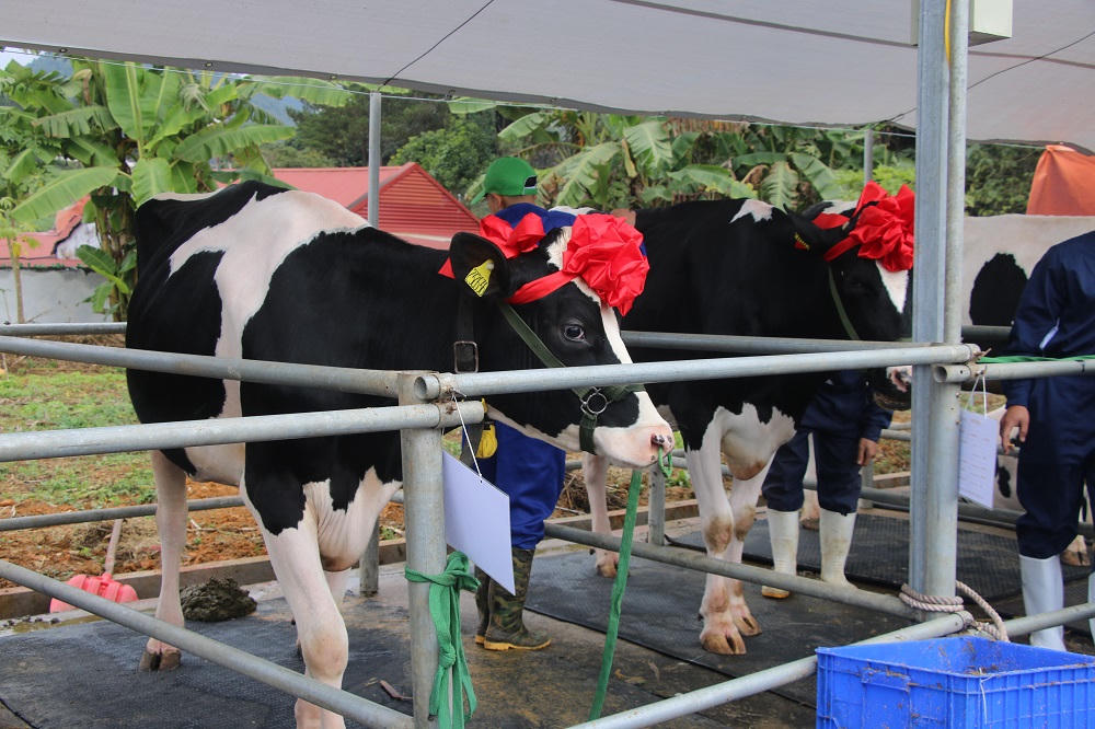 Những cô bò tham gia Hội thi Hoa hậu bò sữa Mộc Châu năm 2026.