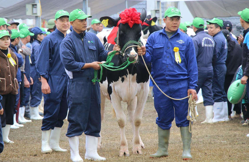 Hoa hậu bò sữa trên cao nguyên Mộc Châu năm 2026: Tôn vinh nghề chăn nuôi 