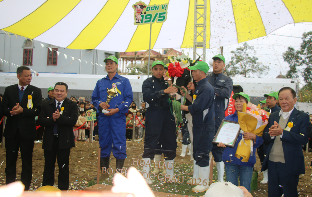 Ban Tổ chức đã trao vương miện hoa hậu bò sữa Mộc Châu 2026 cho cô bò mang số hiệu HS 215505 của ông Trần Văn Đa, đơn vị chăn nuôi 19/5.