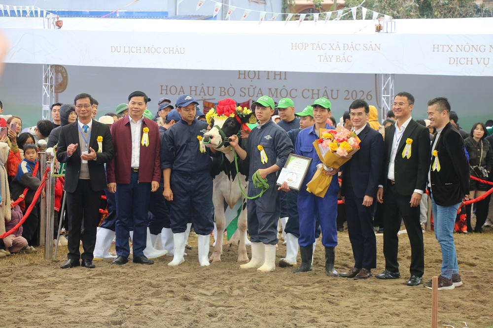 Hội thi Hoa hậu bò sữa, có 40 cô bò xuất sắc nhất được tuyển chọn từ các hộ chăn nuôi tiêu biểu.