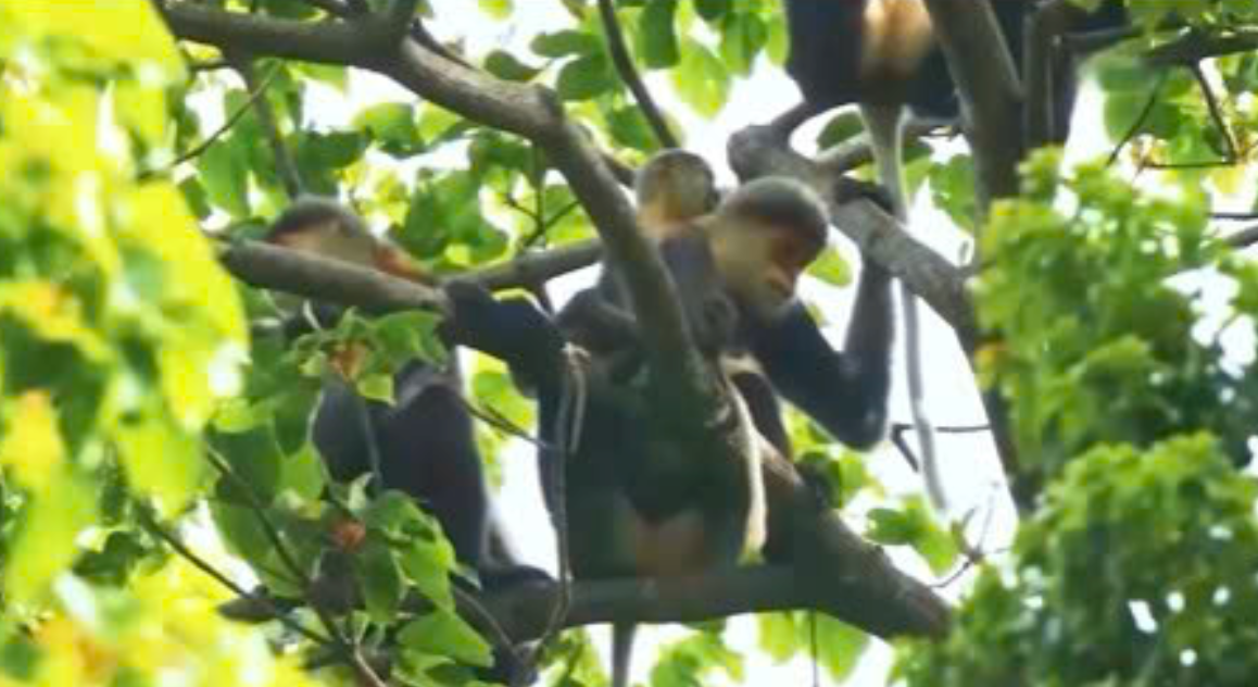 Sự đa dạng sinh học tại Vườn quốc gia Kon Ka Kinh và Khu bảo tồn Kon Chư Răng là nền tảng để phát triển các sản phẩm du lịch trải nghiệm, khám phá thiên nhiên bền vững.